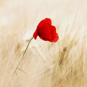 Mohnblume im Kornfeld