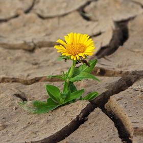 Ein Löwenzahn durchbricht Asphalt